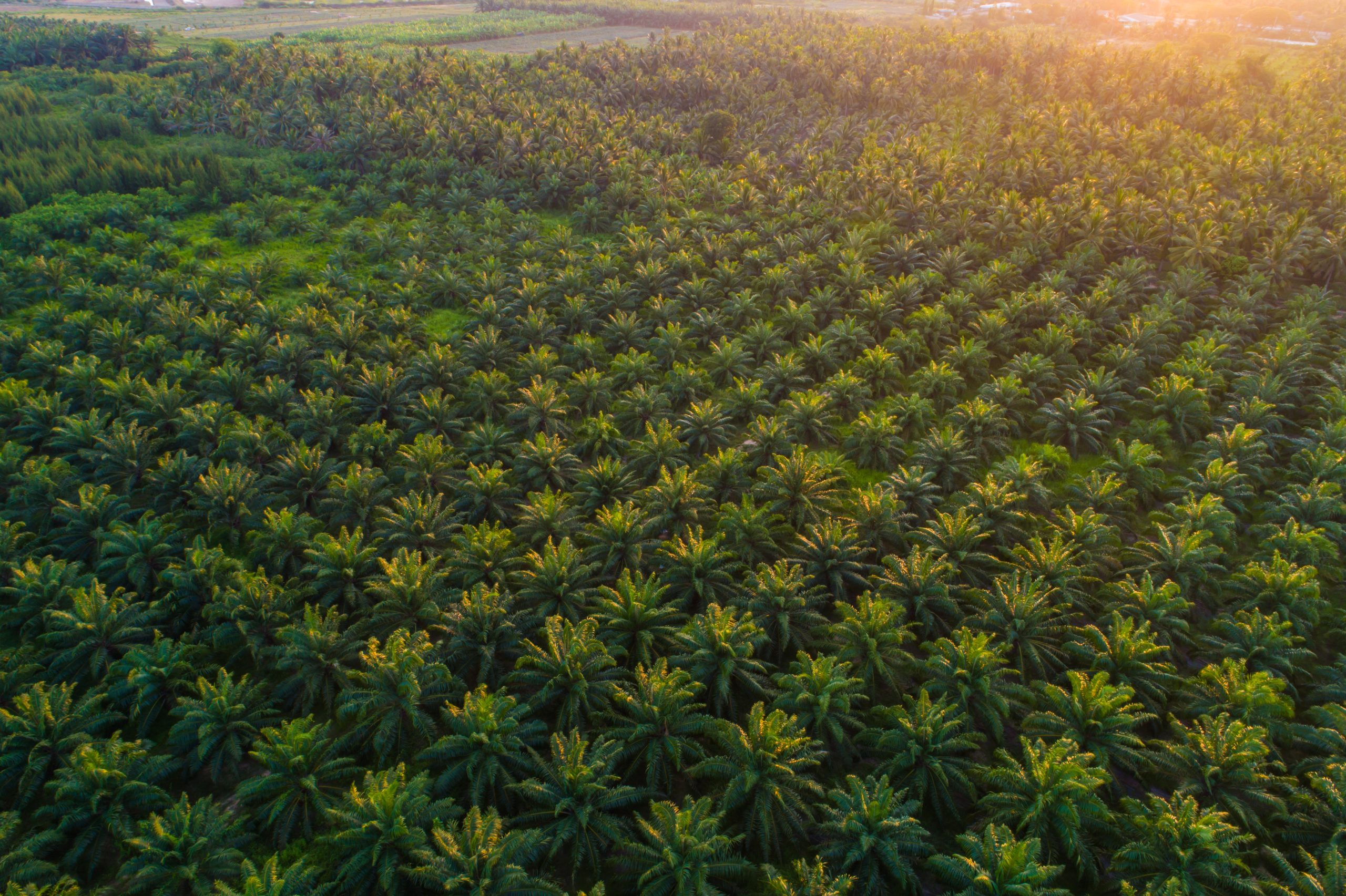 pole, certyfikacja rspo